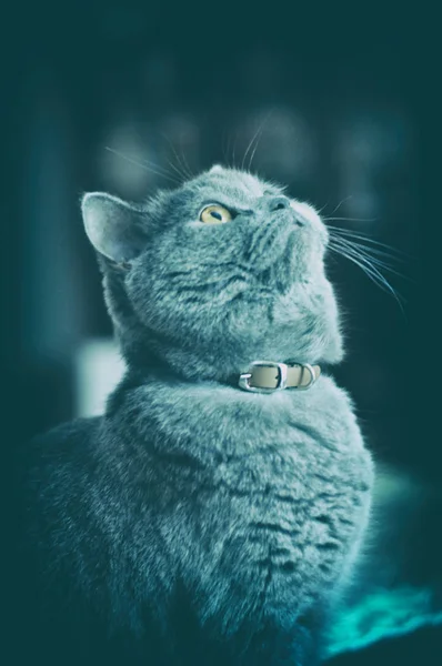 Little British Shorthair Kitten Looking — Stock Photo, Image
