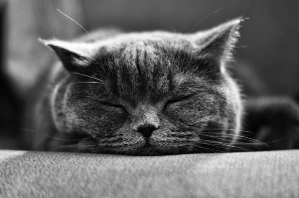 Sleeping British Shorthair Kitten — Stock Photo, Image