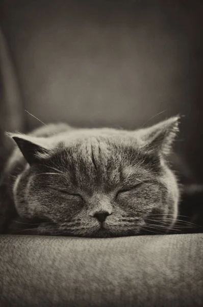 Sleeping British Shorthair Kitten — Stock Photo, Image