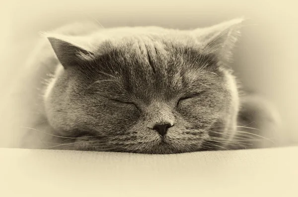 Κοιμισμένος Βρετανικό Κοντά Μαλλιά Γατάκι — Φωτογραφία Αρχείου