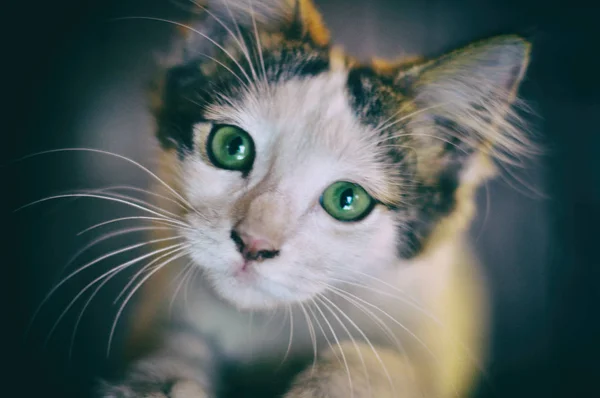 yeşil gözlü küçük ve sevimli kedi yavrusu