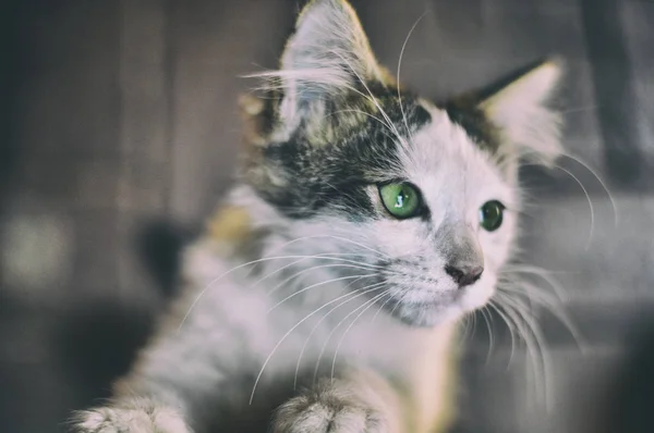 yeşil gözlü küçük ve sevimli kedi yavrusu