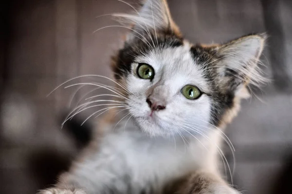 yeşil gözlü küçük ve sevimli kedi yavrusu