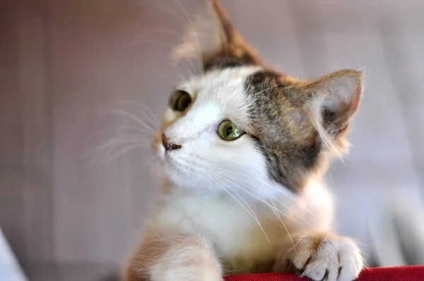 yeşil gözlü küçük ve sevimli kedi yavrusu