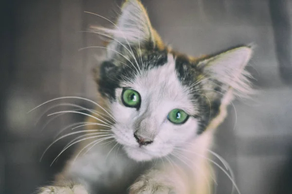 yeşil gözlü küçük ve sevimli kedi yavrusu