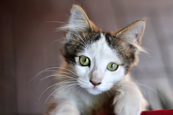 yeşil gözlü küçük ve sevimli kedi yavrusu