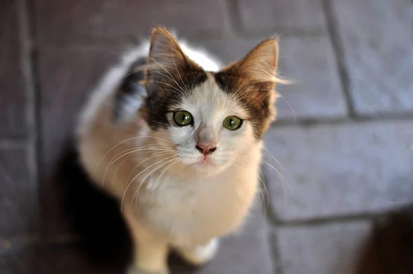 Gatinho Pequeno Bonito Com Olhos Verdes — Fotografia de Stock