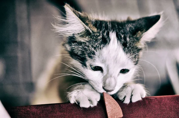 yeşil gözlü küçük ve sevimli kedi yavrusu