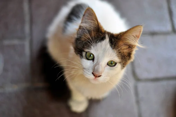 Gatinho Pequeno Bonito Com Olhos Verdes — Fotografia de Stock