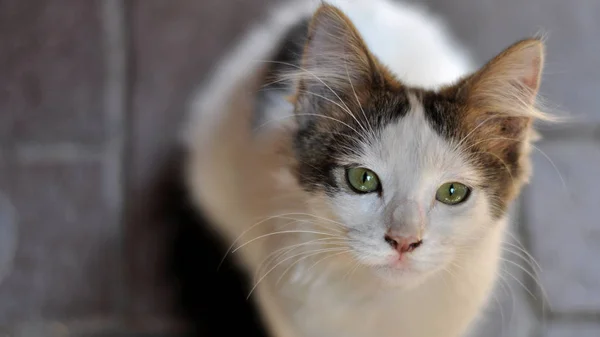 Gatinho Pequeno Bonito Com Olhos Verdes — Fotografia de Stock