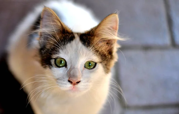 yeşil gözlü küçük ve sevimli kedi yavrusu