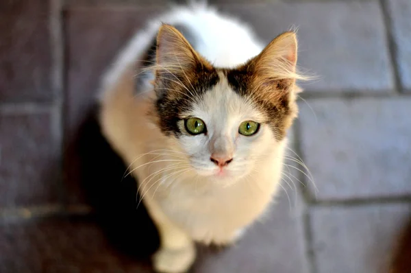 Gatinho Pequeno Bonito Com Olhos Verdes — Fotografia de Stock