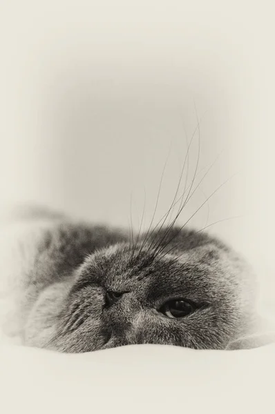 küçük İngiliz shorthair kedi yavrusu yukarı bakıyor