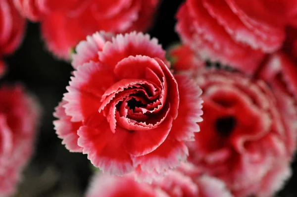 çok güzel kırmızı karanfiller