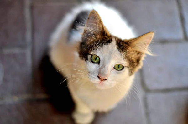 Kleines Süßes Kätzchen Mit Grünen Augen — Stockfoto