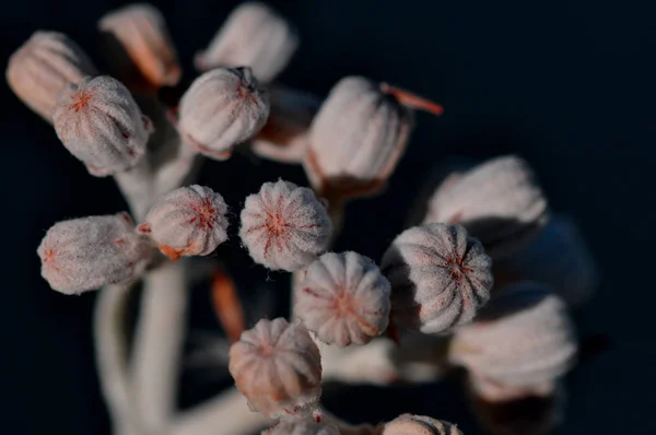 kurutulmuş çiçek tohumları makro çekim