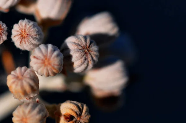 kurutulmuş çiçek tohumları makro çekim