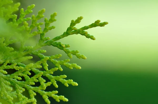 yeşil bahar yaprakları makro çekim 