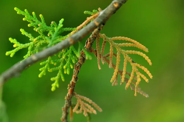 bir ağaç ve dalları yeşil ve kahverengi yaprakları