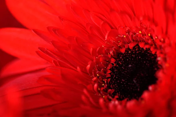 kırmızı güzel çiçek makro çekim