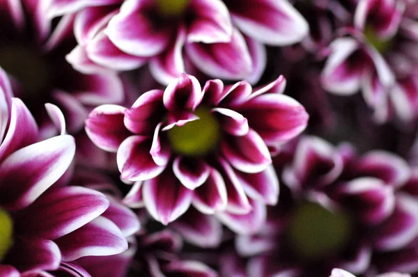 mor bahar çiçekleri makro çekim