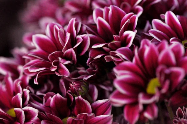 Macro Shot Purple Spring Flowers — Stock Photo, Image