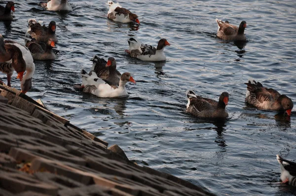 nehir kenarında yüzen ördekler