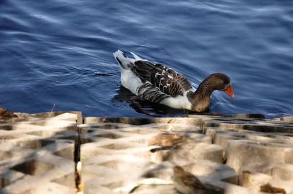 nehir kenarında yüzen ördek