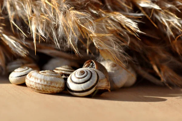 kahverengi ve beyaz sümüklüböceklerin bir kombinasyonu