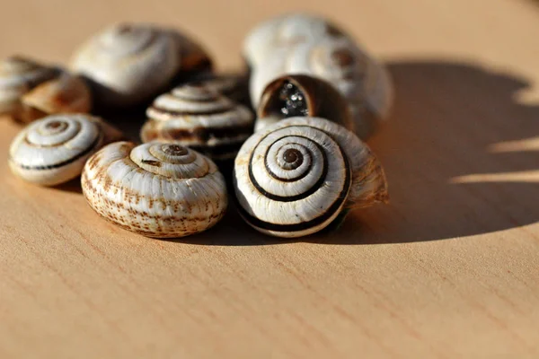 kahverengi ve beyaz sümüklüböceklerin bir kombinasyonu