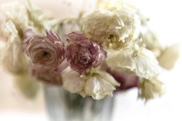 kurutulmuş beyaz ve pembe güller