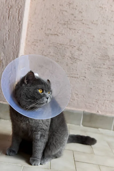 Bonito Britânico Gato Curto Vestindo Elisabetano Collar — Fotografia de Stock