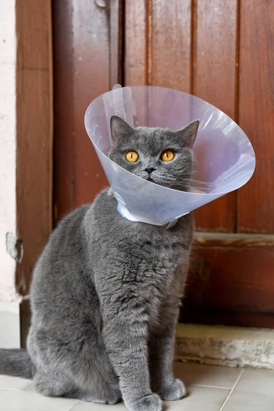 Elizabeth Yaka giyen Sevimli İngiliz kısa kedi