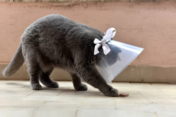 Elizabeth Yaka giyen Sevimli İngiliz kısa kedi