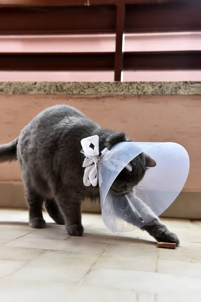 Elizabeth Yaka giyen Sevimli İngiliz kısa kedi