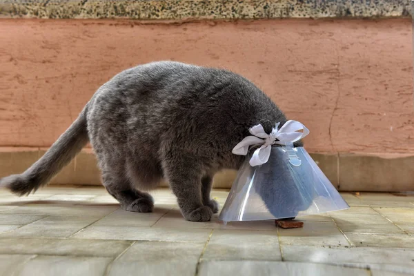 Cute Brytyjski Krótki Kot Noszenie Elizabethan Kołnierz — Zdjęcie stockowe