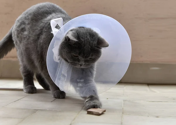 Bonito Britânico Gato Curto Vestindo Elisabetano Collar — Fotografia de Stock