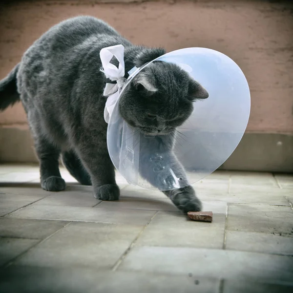 Cute British Short Cat Wearing Elizabethan Collar — Stock Photo, Image