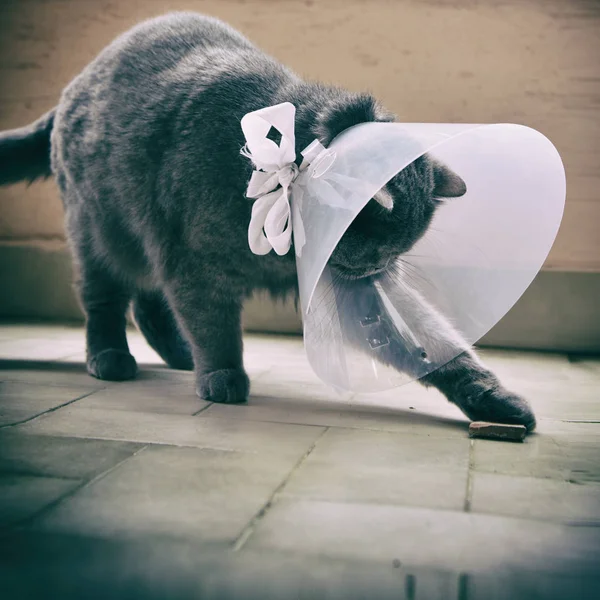 Elizabeth Yaka giyen Sevimli İngiliz kısa kedi