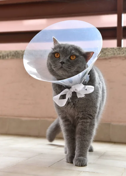 Cute British Short Cat Wearing Elizabethan Collar — Stock Photo, Image