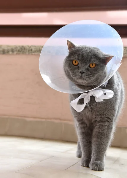 Elizabeth Yaka giyen Sevimli İngiliz kısa kedi