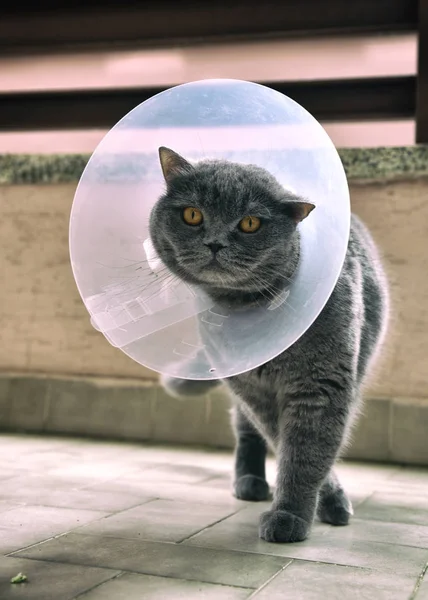 Elizabeth Yaka giyen Sevimli İngiliz kısa kedi