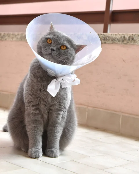 Elizabeth Yaka giyen Sevimli İngiliz kısa kedi