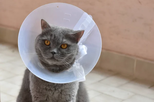 Elizabeth Yaka giyen Sevimli İngiliz kısa kedi