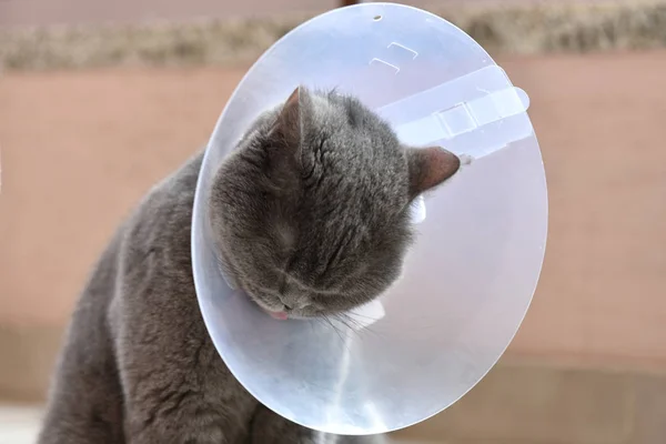 Elizabeth Yaka giyen Sevimli İngiliz kısa kedi