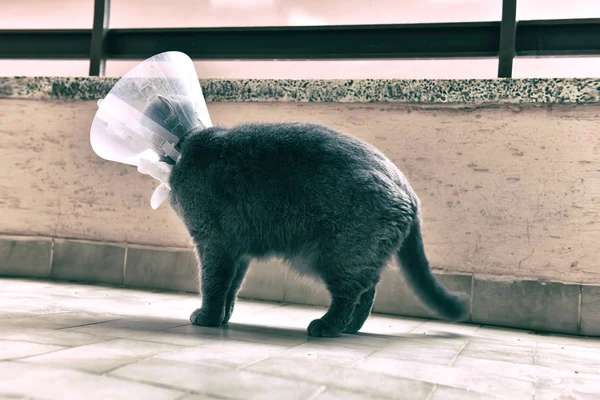 Cute British Short Cat Wearing Elizabethan Collar — Stock Photo, Image