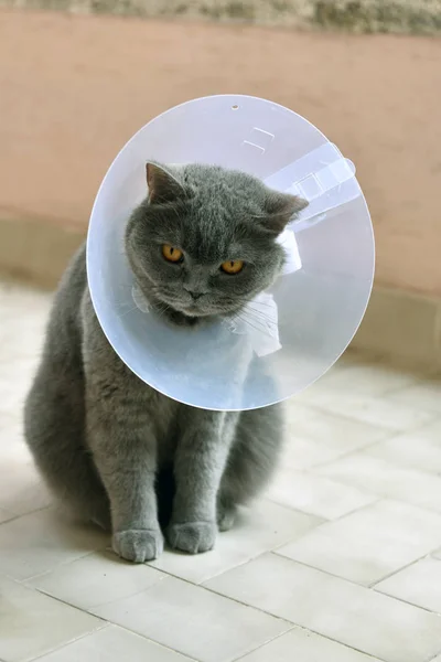 Elizabeth Yaka giyen Sevimli İngiliz kısa kedi