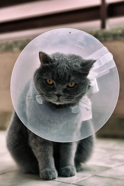 Elizabeth Yaka giyen Sevimli İngiliz kısa kedi