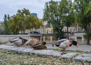 Paris'te Seine Nehri'nin kıyısına üzerinde rahatlatıcı ördekler.