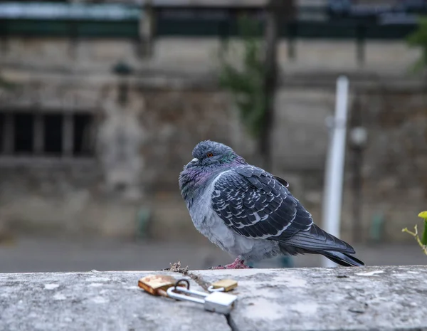A pigeon standing on river bank of Seine River in Paris, France.